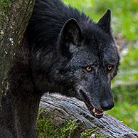 Black Northwestern wolf / Mackenzie Valley wolf / Alaskan timber wolf / Canadian timber wolf (Canis lupus occidentalis), largest grey wolf subspecies